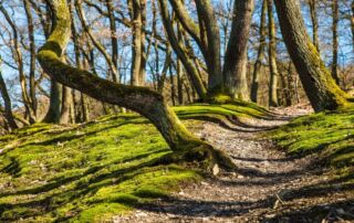 Gewundener Weg durch den Wald. Herausforderungen.