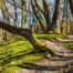 Gewundener Weg durch den Wald. Herausforderungen.