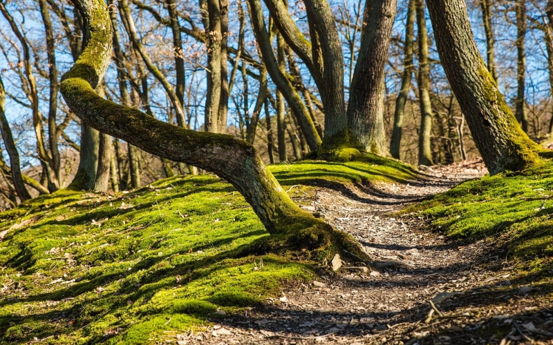 Gewundener Weg durch den Wald. Herausforderungen.